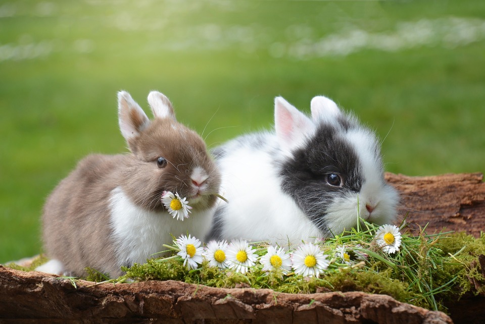 Dwa młode króliki miniaturowe siedzą wśród trawy i stokrotek. Jeden z nich je stokrotkę.