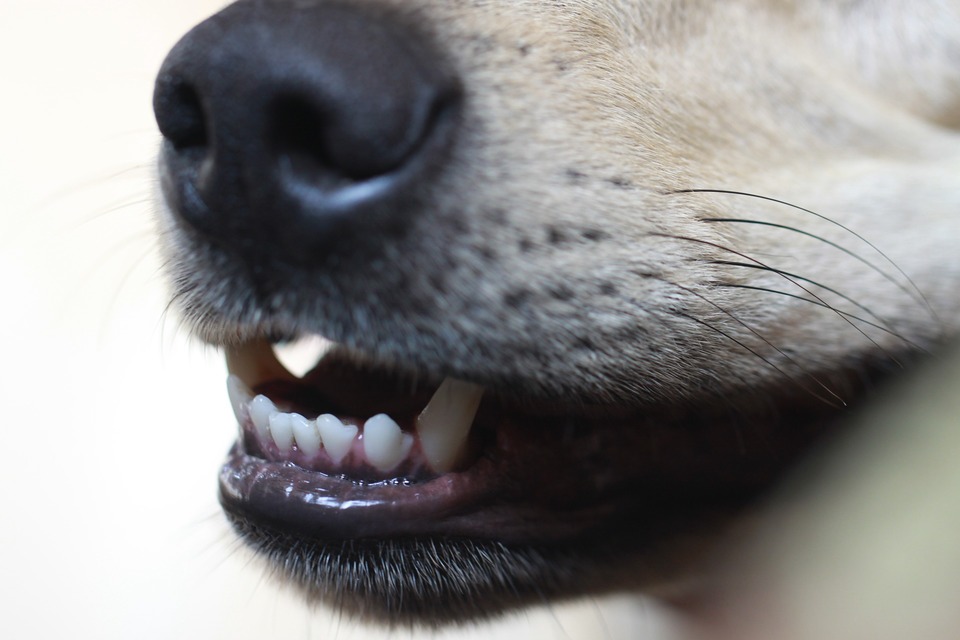 Zuby psa jsou také vystaveny zubnímu kamene. Od štěněte bychom si měli psa zvyknout na čištění zubů.