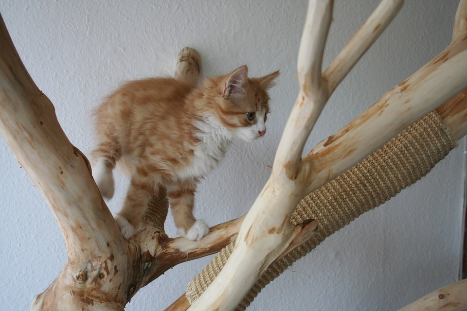 Od raného věku stojí za to zaměřit škrábání koček na určené povrchy - škrabadla pro kočky. Mohou být ve své přirozené formě, tj. strom pro kočky, které vyzdobí byt.