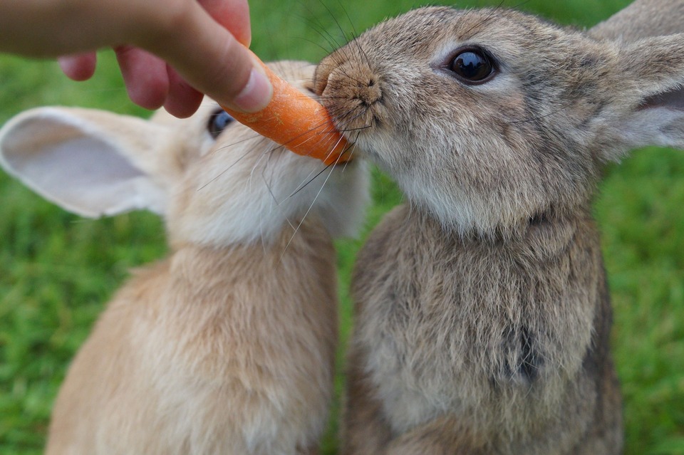 Dwa króliki chcą zjeść jedną marchewkę. Świeża marchewka jest bardzo lubiana przez króliki i jet idealnym urozmaiceniem ich diety.