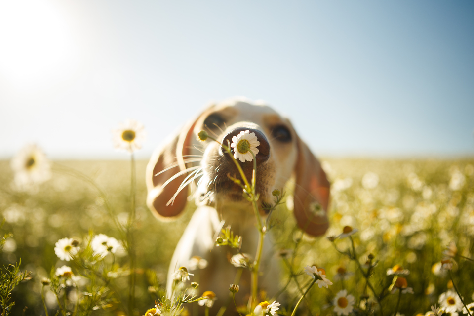 Alergie u psů se mohou projevit například při vůni sedmikrásky na louce. Při nadměrném čichání může pes kýchat.