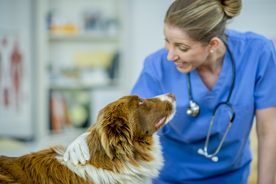 Alergie u psů nebo koček by měla být diagnostikována a potvrzena veterinářem. Pastevecký pes při návštěvě veterináře, dívá se na lékaře. Návštěva veterináře nemusí být stresujícím zážitkem, pokud vytvoříme pro zvířata dobré asociace.