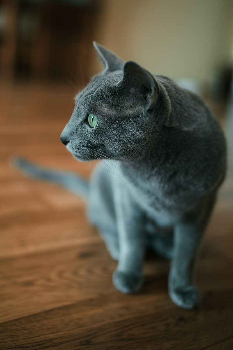 Rosyjczyki z profilu mają prosty nos i uśmiech na pyszczku. Koty rosyjskie niebieski są rasą naturalną, ukształtowaną przez warunki w jakich żyły.