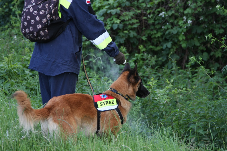 Záchrannářský pes ze stráže hledá v lese ztracené lidi.
