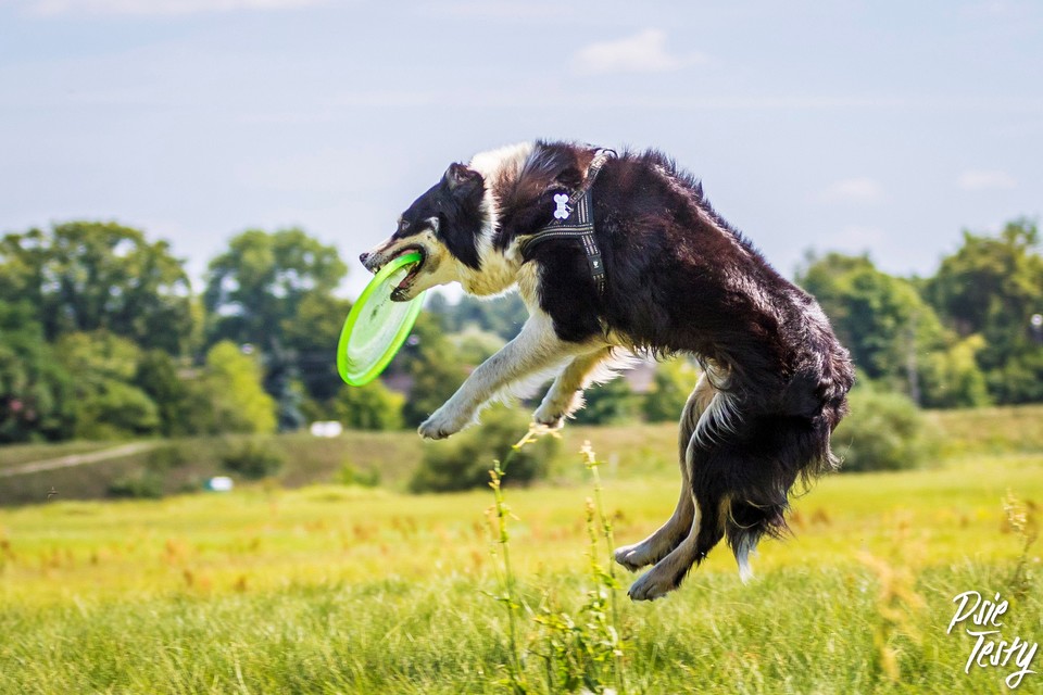 Pes ve výskoku při dog frisbee