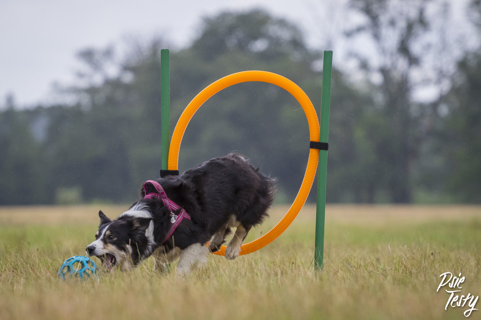 Pes při skákání přes agility překážce