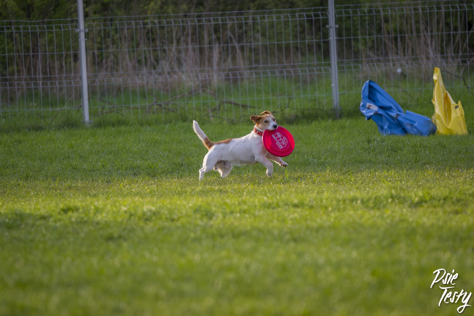 Dog Frisbee může dělat pes každé velikosti