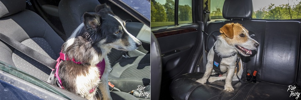 Postroj pro psy do auta. Bezpečnost jízdy je prvořadá. 