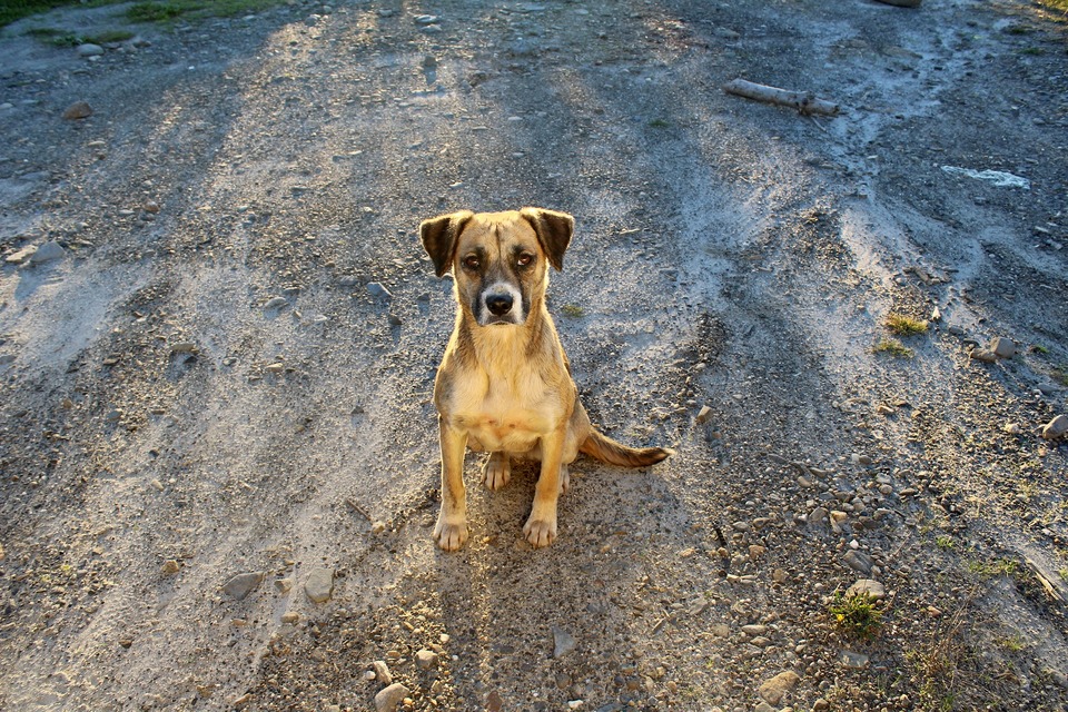  Při adopci psa nebo jeho koupi od chovatele byste se měli seznámit s požadavky na čipování a pořizování dokladů.