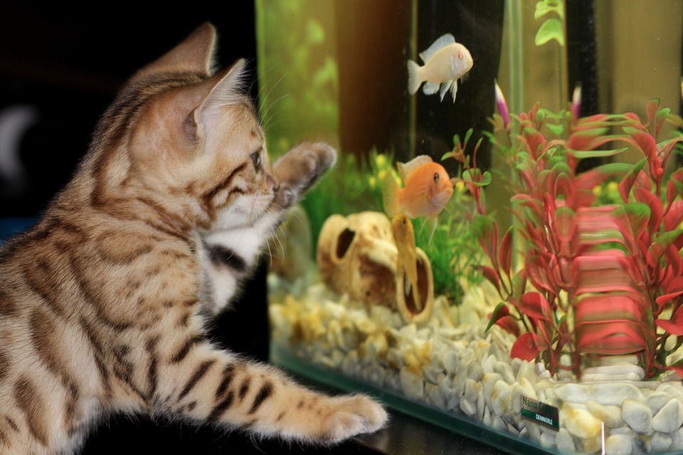 Akwarium  może być dobrą atrakcją również dla kotów.