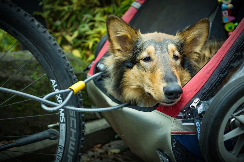 Pes v kočárku připevněném na kole. Nakloní hlavu a sleduje výhledy, zajištěné vodítkem a vhodným lanem