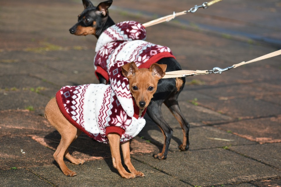 Oblečky pro psy malých plemen je praktický přístroj, který psům umožní přežít i ta nejchladnější období.