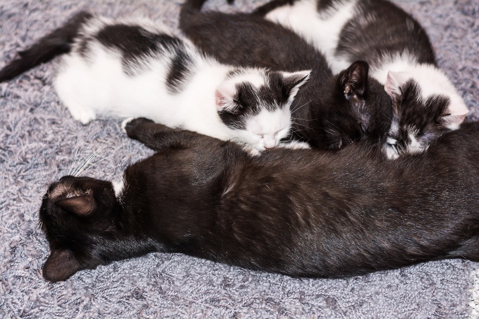Tři černobílá koťata sají mléko mateřské kočky.