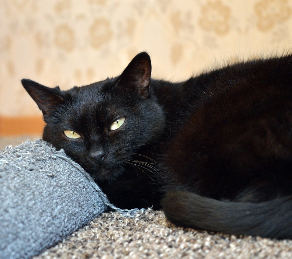 Czarny kot leży na podrapanym materiale.