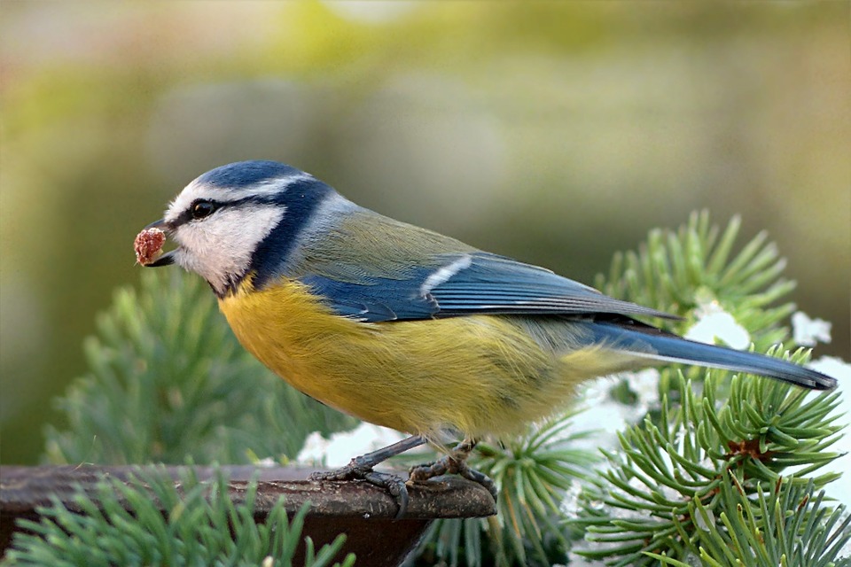 Při krmení ptáků lze použít základní krmivo od výrobců. Čas od času obohatit stravu ptáků ovoce.