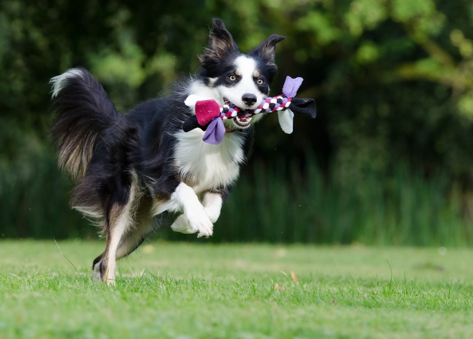 Mladý pes s hračkou skáče vysoko, může být ohrožen pádem a problémy s klouby