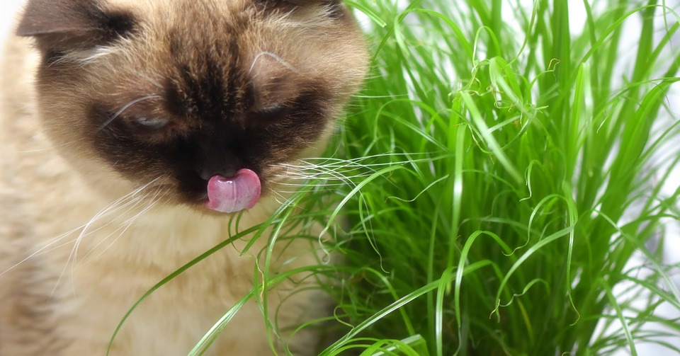 Kot je trawę dla kota. Oblizuje się.