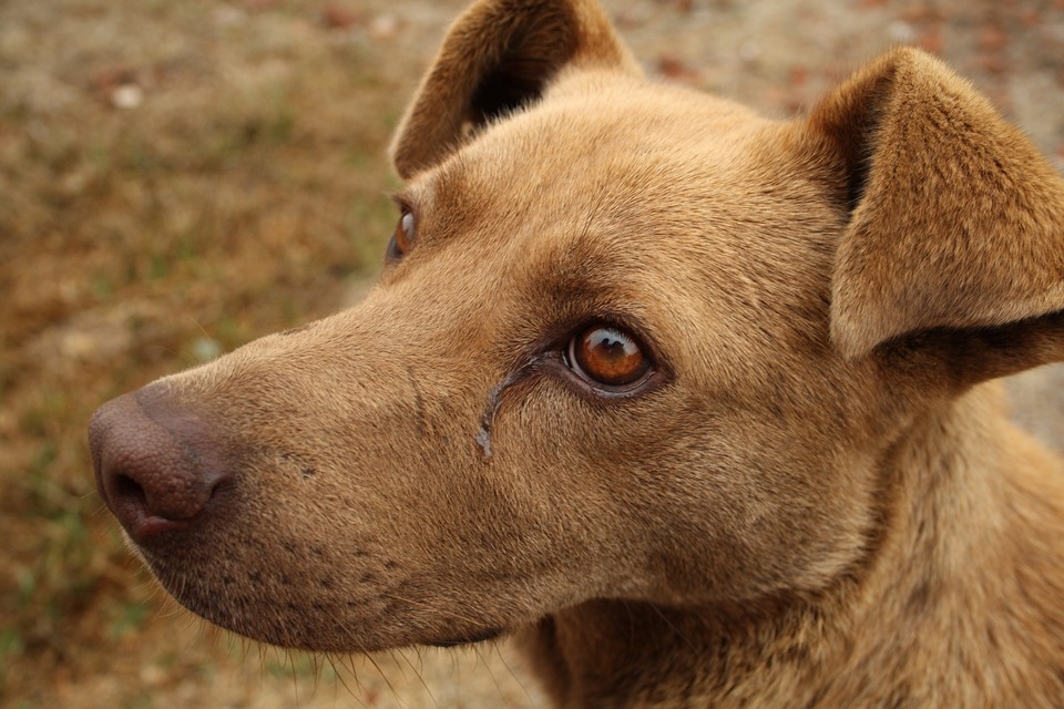 Pes se slzícími očima. Může to být nachlazení, nemoc nebo příznaky alergie u vašeho psa.