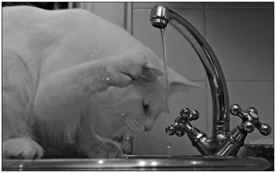 Długowłosy, biały kot bawi się przy odkręconym zlewie i próbuje atakować strumień wody.