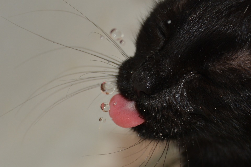 Czarny kot ma wyciągnięty język i próbuje złapać na niego spadającą kroplę wody.