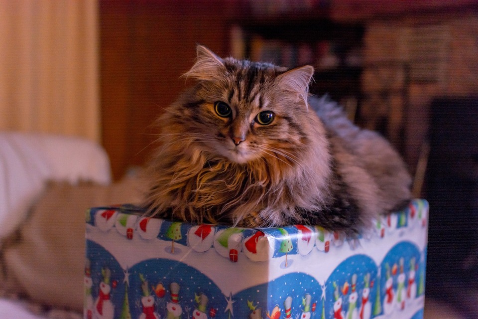 Vyděšená kočka leží na dárku. Dovolená pro kočky není jednoduchá. Jsou spojeny s mnoha stresory pro kočky. Ulehčíme kočkám Vánoce s dárky,