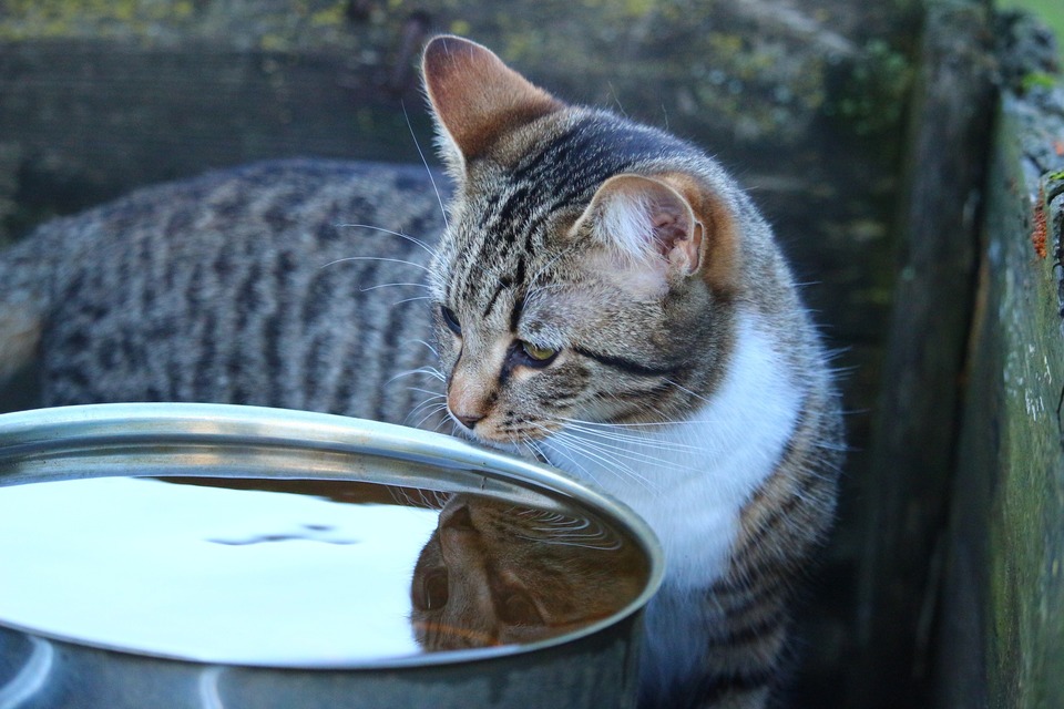 Kočka se snaží pít z velké misky s vodou. Kočky zřídka pociťují žízeň od přírody, takže je dobré je udržovat hydratované tím, že je budete jíst mokré.
