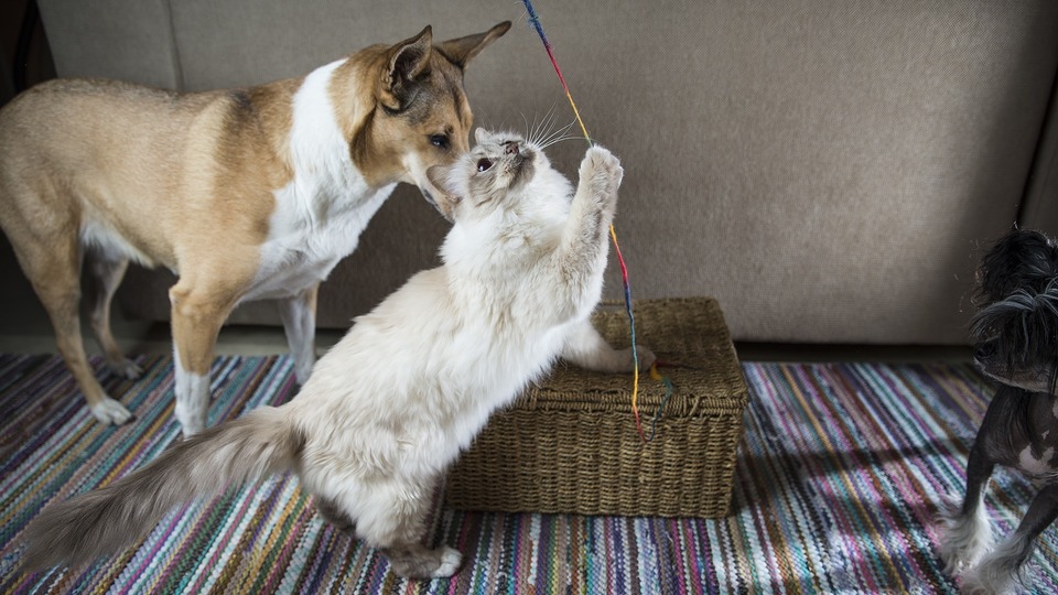 Mačka Ragdoll a Basenji sa hrajú na šnúrke.