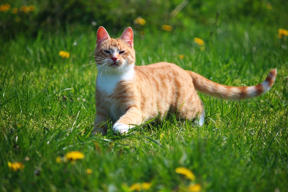 Dla kota przybywającego na dworze jest więcej czynników mogących powodować kichanie.