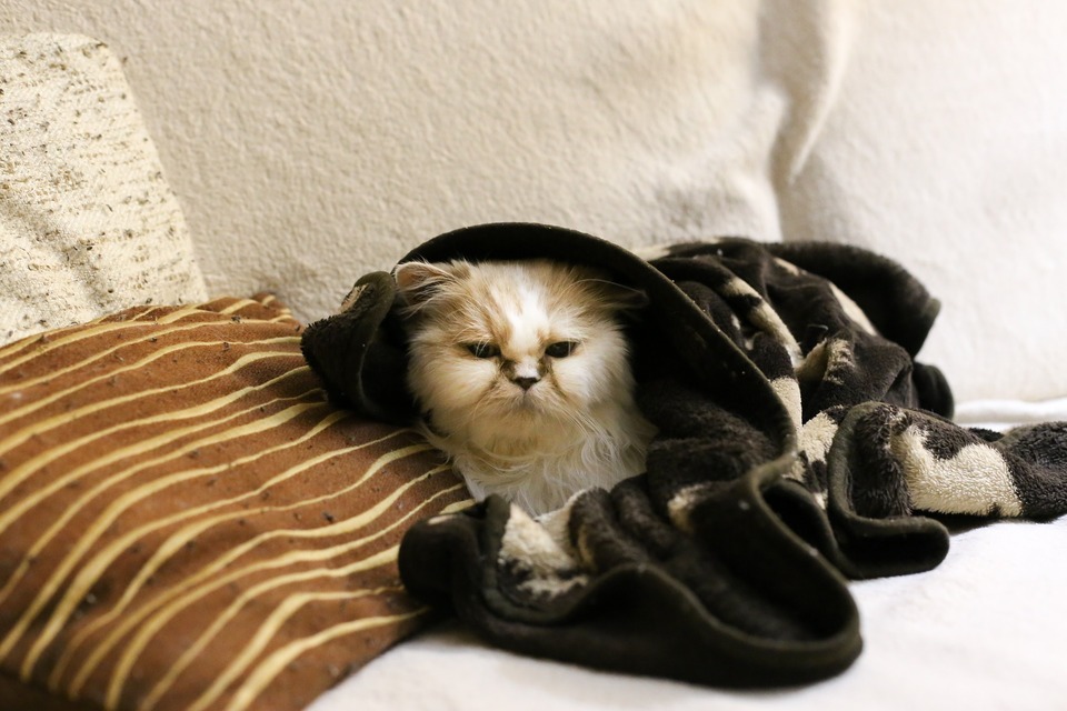 Pers leży pod kocem na kanapie. Wygląda na kota w słabej kondycji.