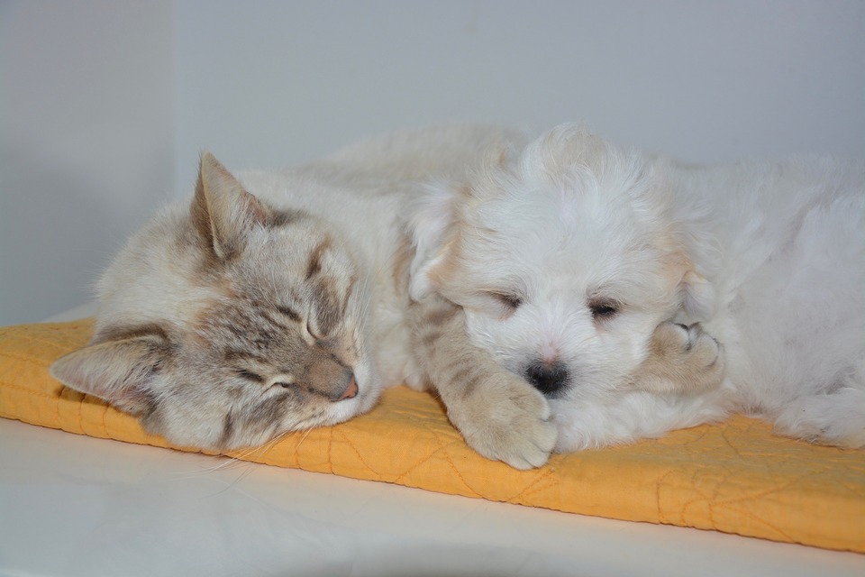 Kočka a pes odpočívají společně na podložce.