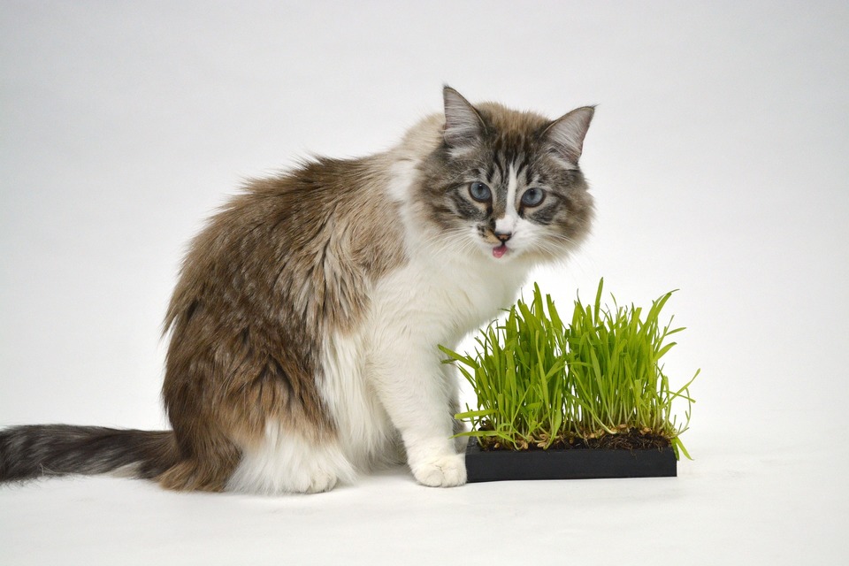 Kočičí tráva pomáhá zbavit se chlupů, tzv. pilobezoary.