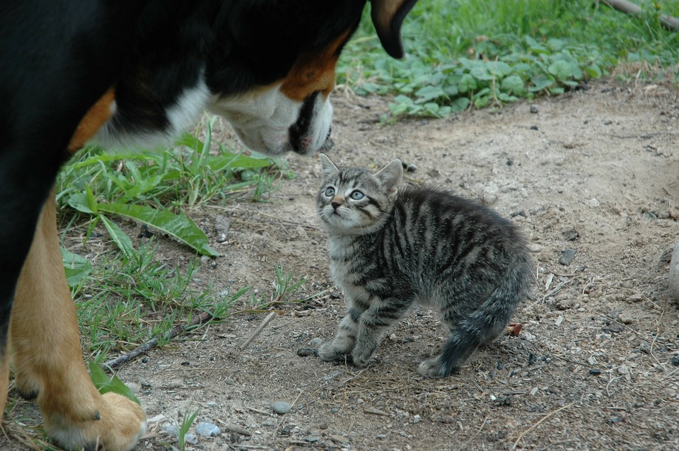 Duży pies berneński pasterski zbliża się do małego kociaka. Kociak jest wystraszony i napuszony.