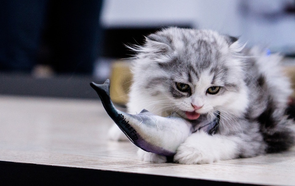 Długowłosy kot bawi się pluszakiem, idealnie odwzorowaną makrelą