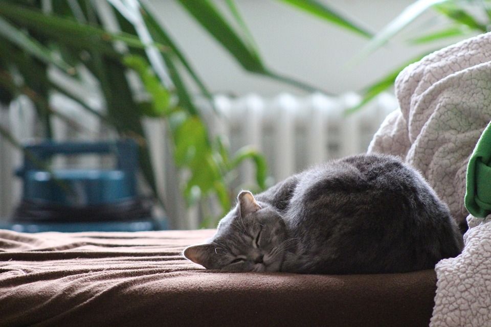 Bury kot śpi zwinięty w kłębek. Chroń swojego kota przed zjedzeniem trujących roślin.