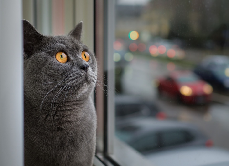Britská krátkosrstá mačka pozerá z okna.