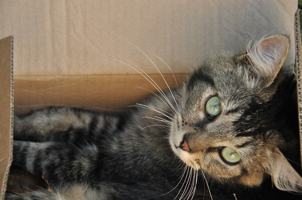 Mačka leží v kartónovej krabici.