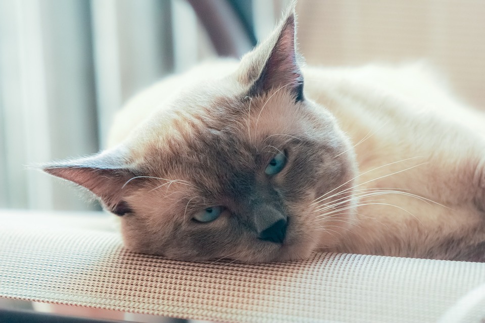 Dospělá thajská kočka světlejší barvy. Vypadá neobvykle modrýma očima.