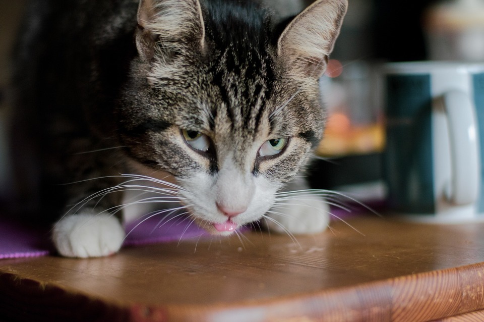 Viditelnost třetích očních víček je známkou špatného zdraví kočky. To by nemělo být bráno na lehkou váhu. Viditelná třetí víčka mohou naznačovat silné napadení organismu kočky. 