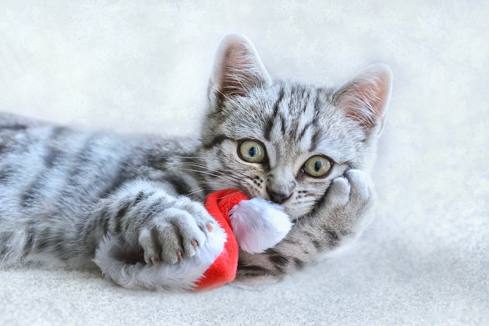  Plyšáci s kozlíkem lékařským  jsou skvělé hračky pro kočky. Odpoutají pozornost kočky vánočních ozdob.