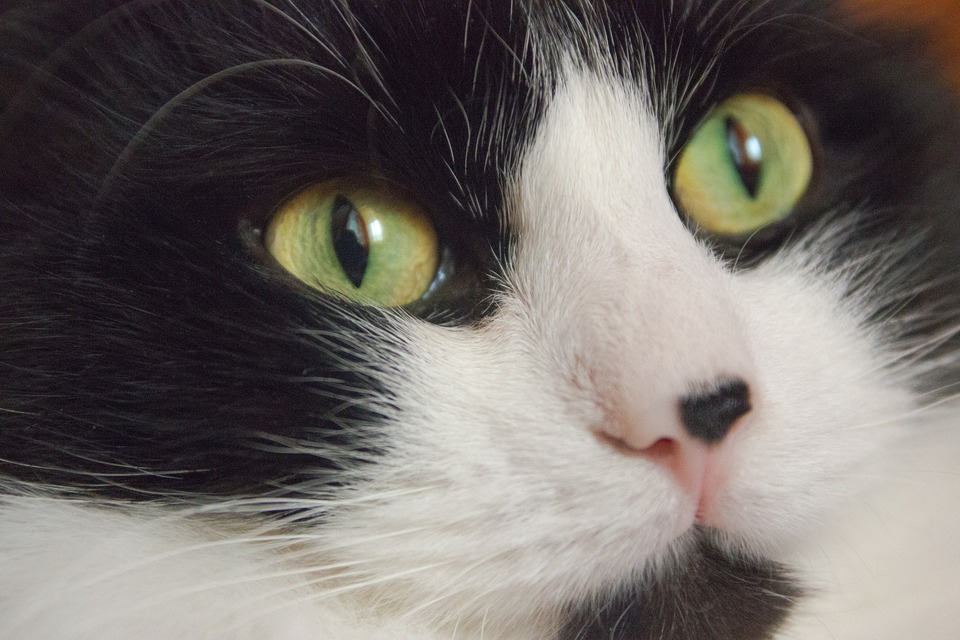 Kot z zielonymi oczami i dużą, czarną plamką na nosie