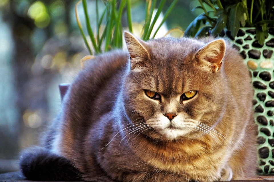 Kočičí průjem není choroba, ale příznak choroby.