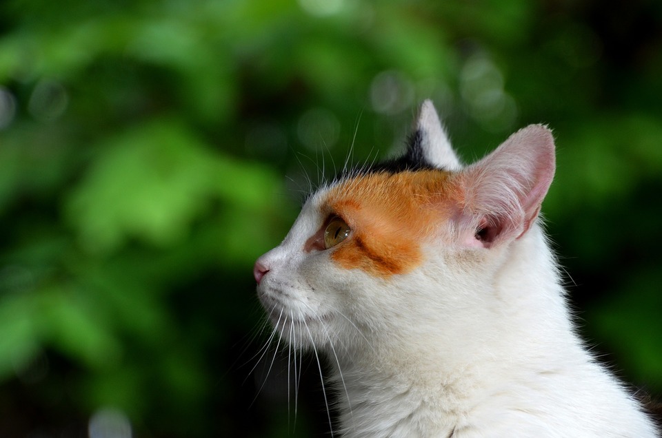 Kočka s přímým uchem s viditelným vnějším zvukovodem.