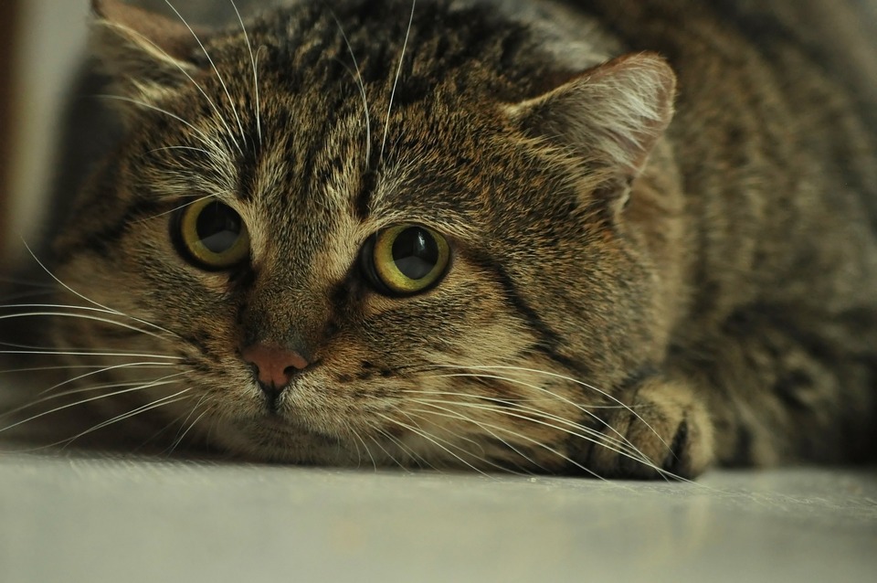 Mačka s veľkými zreničkami, ktorá je príznakom strachu a silného stresu.
