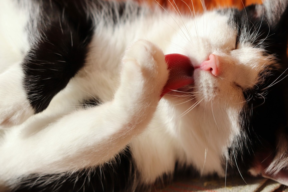 Kočičí jazyk má mnoho háčků směřujících dozadu, při péči o srst se chovají jako hřeben, ale zároveň srst shromažďují a vedou ji pouze k požití kočkou.