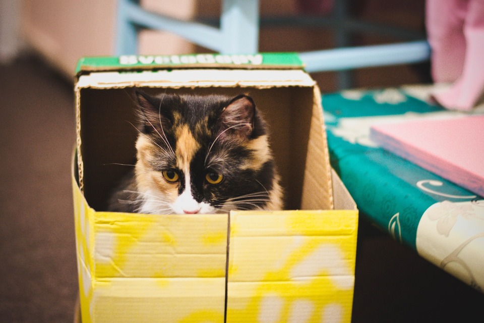 Mačka sedí v kartónovej krabici.