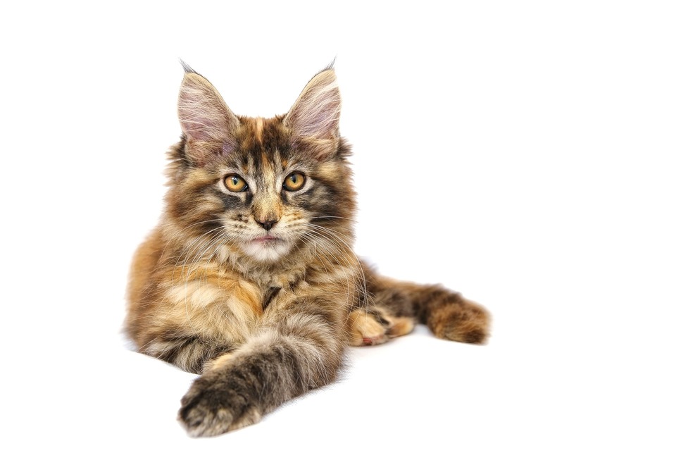 Mainské mývalí kočky mají velké, oválné, mírně šikmé oči, které jsou intenzivně pigmentované.