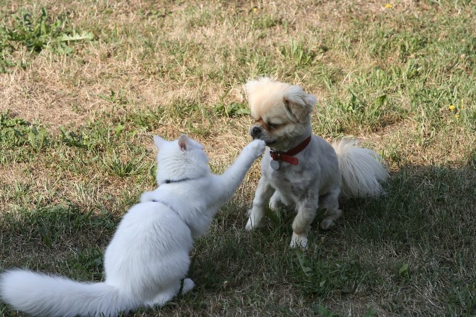Kot drapie przednią łapą ogolonego szpica miniaturowego po nosie. Kot jest w szelkach, pies puszczony luzem.