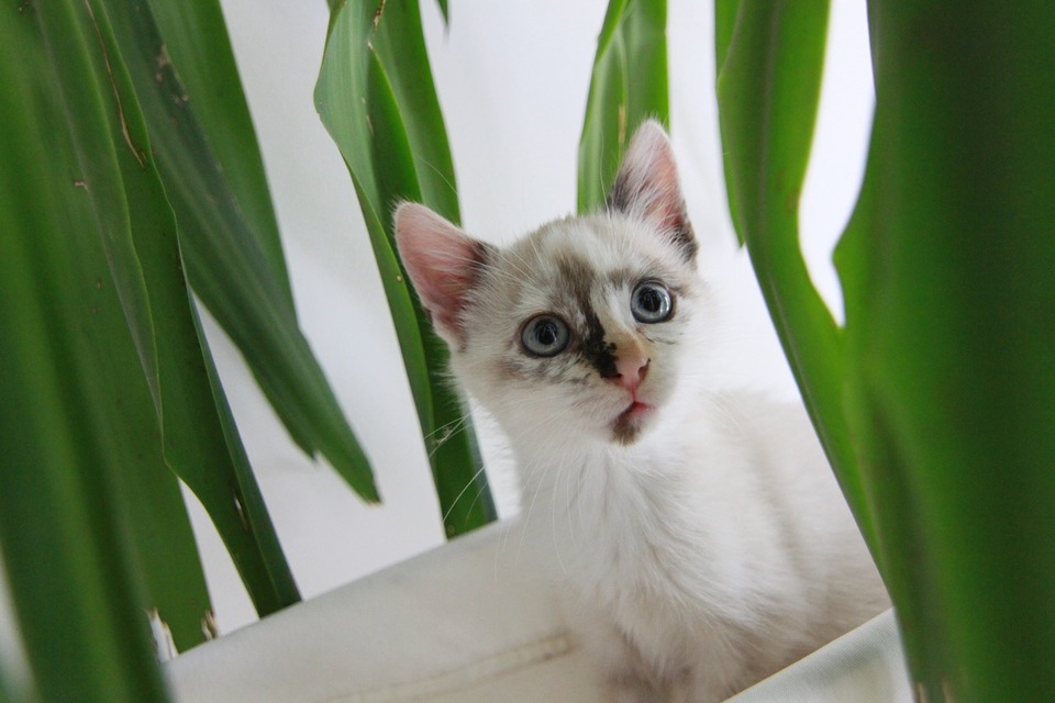 Biały kot z niebieskimi oczami wśród niebezpiecznych dla niego roślin.
