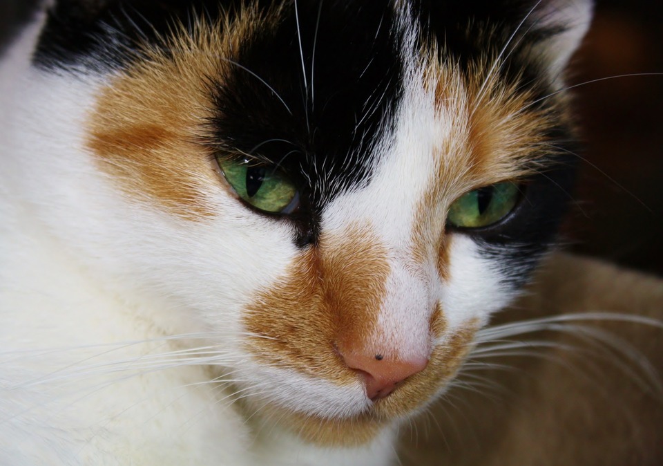 Zbliżenie na pyszczek kota tricolor i na czarną plamkę na jego różowym nosie