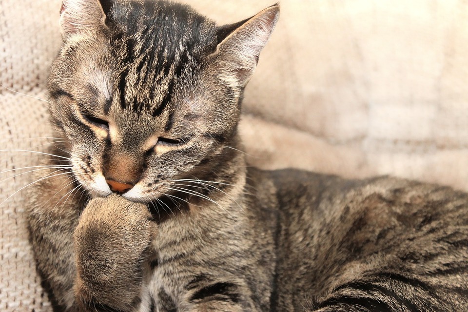 Mourovatá kočka si kouše dráp. Péče o drápy je jedním z prvků hygienického rituálu koček.